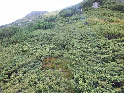 Munții Călimani
Rumänien 2012
&copy; by Thiel-IT (2012)