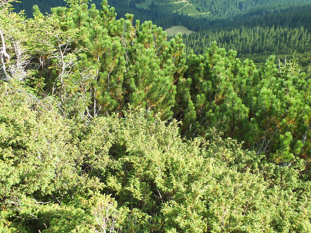 Munții Călimani
Rumänien 2012
&copy; by Thiel-IT (2012)