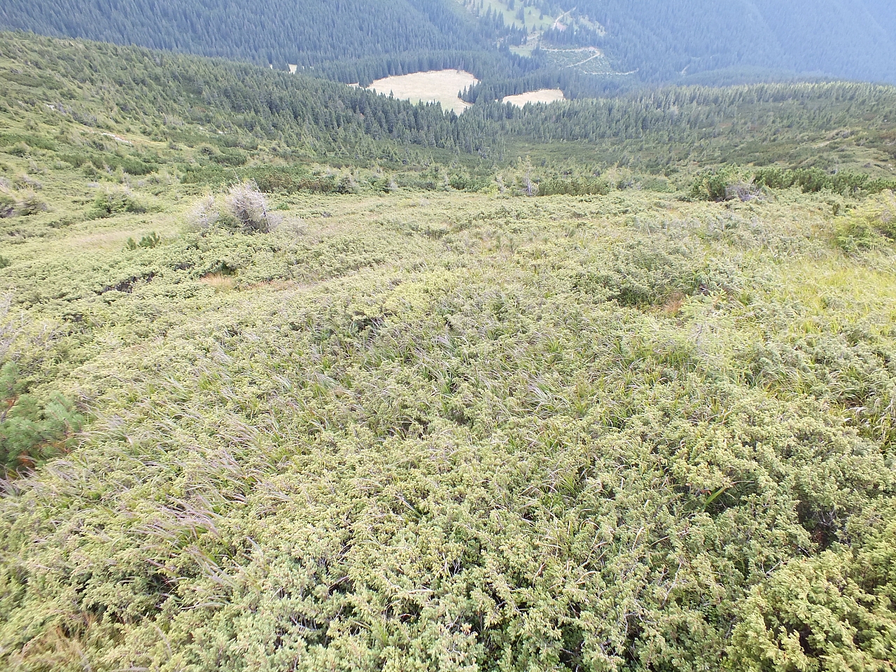 Munții Călimani
Rumänien 2012
&copy; by Thiel-IT (2012)