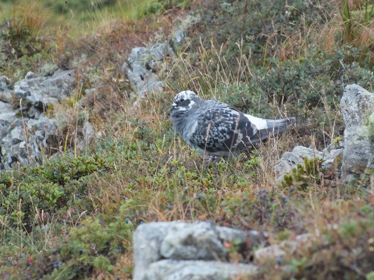 Munții Călimani
Rumänien 2012
&copy; by Thiel-IT (2012)