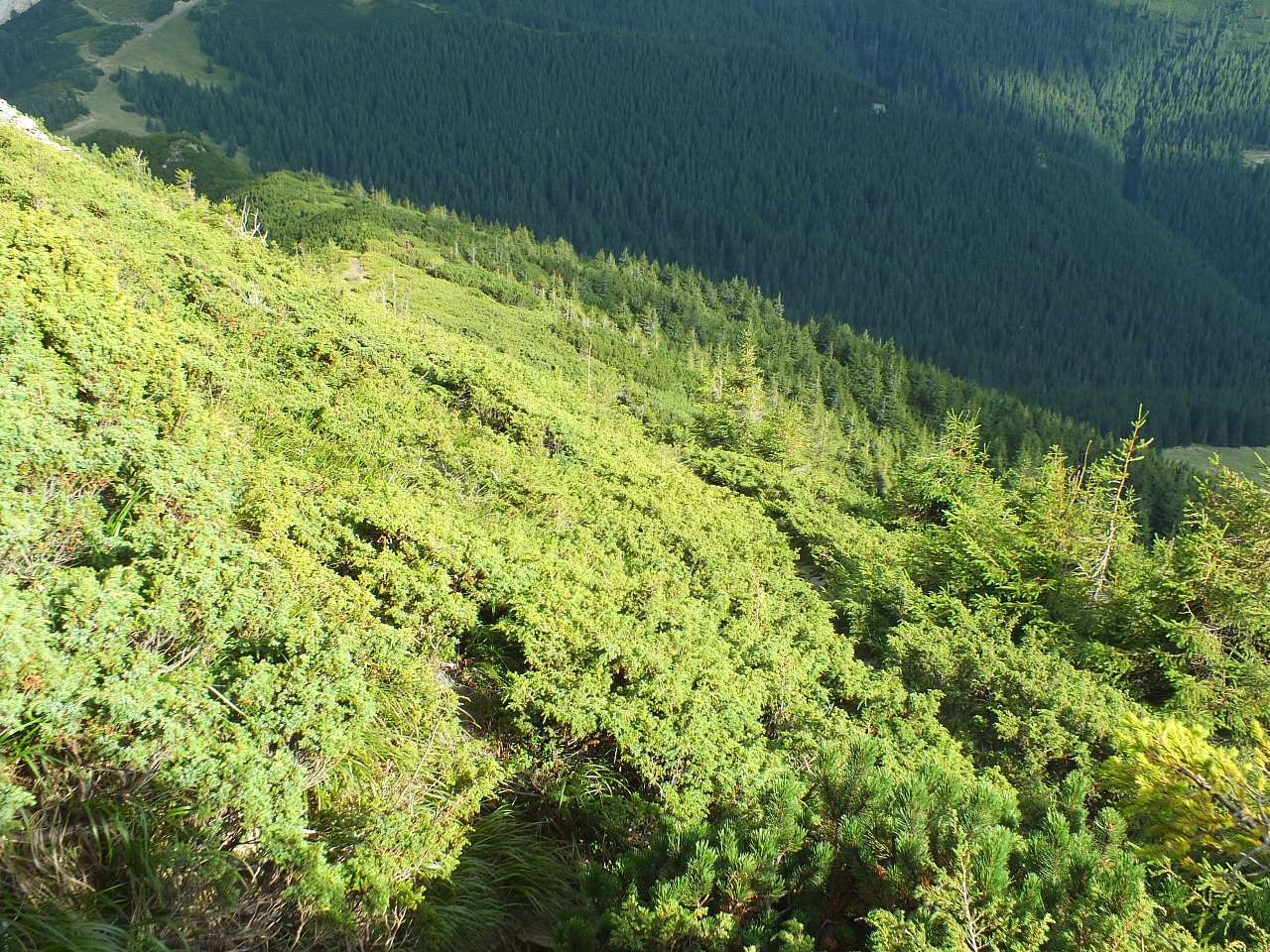 Munții Călimani
Rumänien 2012
&copy; by Thiel-IT (2012)