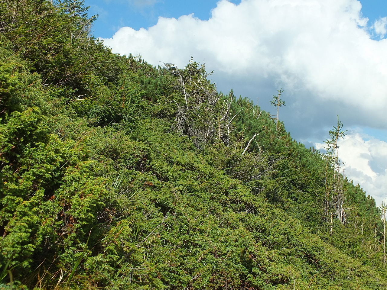 Munții Călimani
Rumänien 2012
&copy; by Thiel-IT (2012)